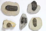Lot: Assorted Devonian Trilobites - Pieces #119934-2
